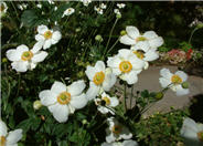 Anemone X hybrida