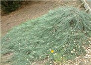 Artemisia californica 'Canyon Gray'