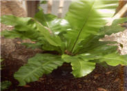 Asplenium nidus