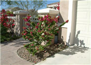 Bougainvillea spectablis 'Torch Glow'