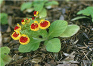 Calceolaria Herbeohybrida Group