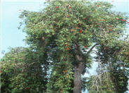 Callistemon viminalis