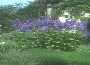 Campanula latifilia