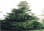 Chamaecyparis lawsoniana