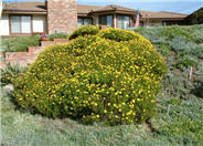 Chrysanthemum frutescens