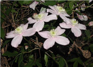 Clematis montana 'Rubens'