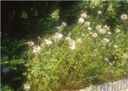 Cleome hasslerana