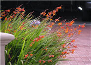 Crocosmia X crocosmiiflora