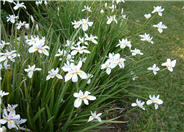 Dietes iridioides