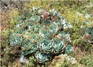 Echeveria X 'Imbricata'