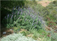 Echium candicans