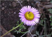 Erigeron glaucus