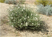 Eriogonum fasciculatum polifolium