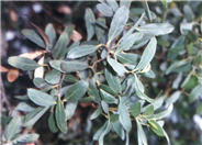 Eucalyptus conferruminata