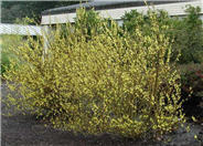 Forsythia X intermedia