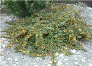 Fremontodendron cal. ssp. decumbens