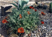 Gazania X rigens leucolaena