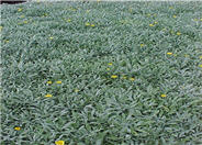 Gazania X rigens leucolaena 'Sun Gold'