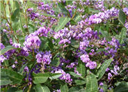 Hardenbergia violacea