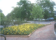 Hypericum 'Hidcote'