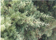 Juniperus X pfitzeriana 'Glauca'