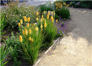 Kniphofia hybrids