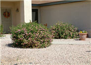 Lantana 'Christine'