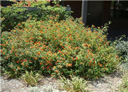 Lantana 'Radiation'