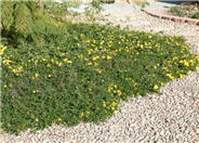 Lantana 'Trailing Yellow'