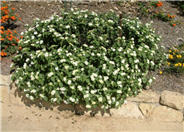 Lantana montevidensis 'White'