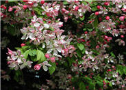 Malus X arnoldiana