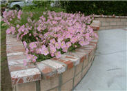 Oenothera speciosa 'Rosea'