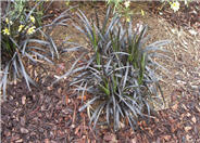 Ophiopogon planiscapus 'Nigrescens'