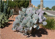 Opuntia macrocentra