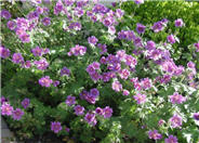 Geranium X 'Magnificum'