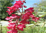 Penstemon 'Ruby King'