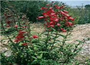 Penstemon 'Firebird'