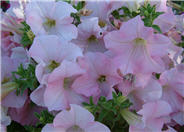 Petunia X hybrida