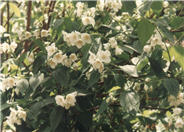 Philadelphus lewisii 'Goose Creek'