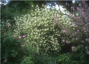 Philadelphus 'Virginal'