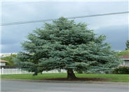 Picea pungens glauca