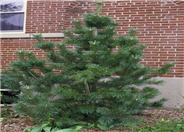 Pinus flexilis 'Vanderwolf's Pyramid'