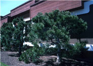 Pinus thunbergii