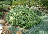 Pittosporum crassifolium 'Compactum'