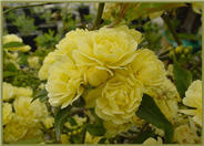 Rosa banksiae 'Lutea'