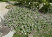 Salvia leucophylla 'Point Sal Spreader'