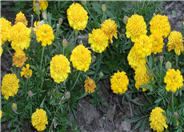 Tagetes patula