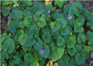 Viola odorata