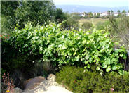 Vitis vinifera