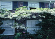 Wisteria sinensis 'Alba'